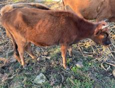 Бычок и телка 