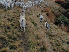 Продаются козы 