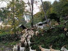 Продаются козы 