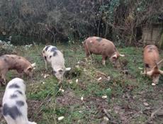 Продаю свиноматок