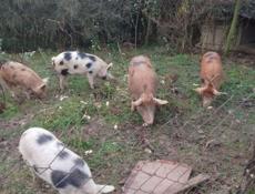 Продаю свиноматок