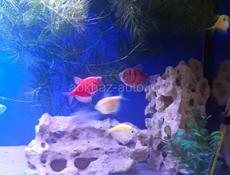 Продам аквариум