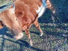 Продаётся бычок 