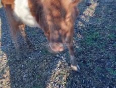 Продаётся бычок 