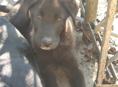 4 щеночка-подростка (девочки) в добрые руки!