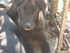 4 щеночка-подростка (девочки) в добрые руки!