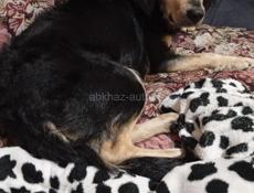 4 щеночка-подростка (девочки) в добрые руки!