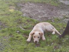 4 щеночка-подростка (девочки) в добрые руки!