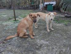 4 щеночка-подростка (девочки) в добрые руки!