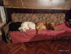 4 щеночка-подростка (девочки) в добрые руки!