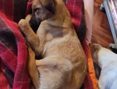 4 щеночка-подростка (девочки) в добрые руки!