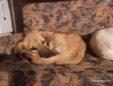 4 щеночка-подростка (девочки) в добрые руки!