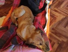 4 щеночка-подростка (девочки) в добрые руки!