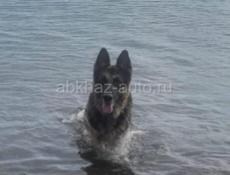 4 щеночка-подростка (девочки) в добрые руки!