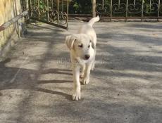 4 щеночка-подростка (девочки) в добрые руки!