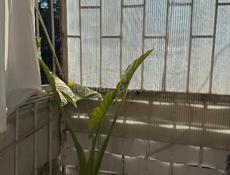 Новый район,2ком. квартира, обмен на 2-3 ком. бОльшей площади с моей доплатой