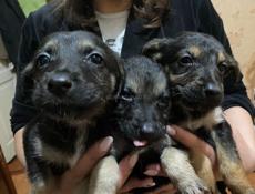 Щенки в добрые руки!