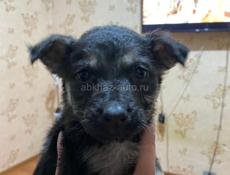 Щенки в добрые руки!