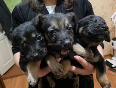 Щенки в добрые руки!