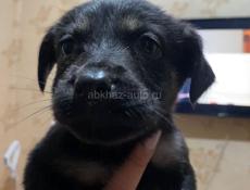 Щенки в добрые руки!