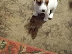 Щенки Джек Рассел, роделись 12.11.25г 