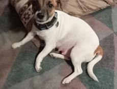 Щенки Джек Рассел, роделись 12.11.25г 