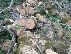 Продаю дрова Ахьиц с доставкой )