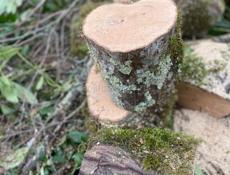 Продаю дрова Ахьиц с доставкой )