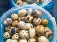 продают  перепелиные яйца  домашние, 10ш 100 