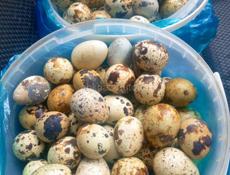 продают  перепелиные яйца  домашние, 10ш 100 