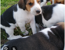 Ищу щенков