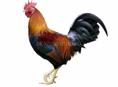 Продаю петухов