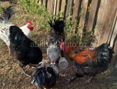 Срочно продаю 