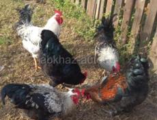 Срочно продаю 