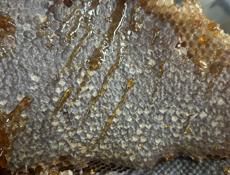 Продается дикий мед