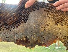 Продается дикий мед