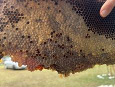 Продается дикий мед