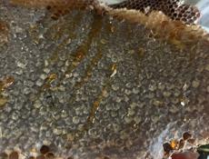 Продается дикий мед