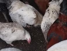 Продаю домашние петухи.