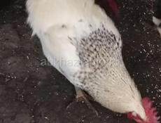 Продаю домашние петухи.