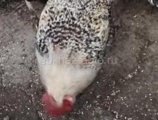 Продаю домашние петухи.