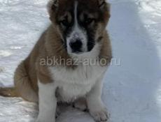 среднеазиатская овчарка!!!!!!!!!!!