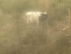 Продаю теленка все вопросы по номеру телефона 