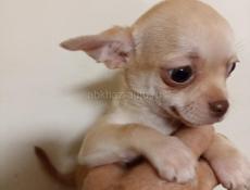 Чихуахуа