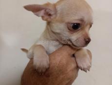 Чихуахуа