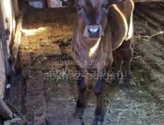 Продается корова с теленком 