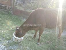 Продается корова с теленком 