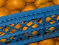 Мандарины на сок