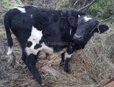 Продаются бычки