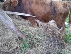 Продаются бычки